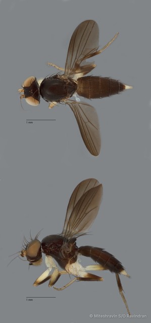 Clusiidae sp. "ZRCBDP0092276"•&copy; Miteshravin S/O Ravindran•All Rights Reserved
