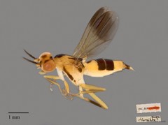 Clusiidae sp. "ZRCBDP0128095"•&copy; Maimon Hussin•All Rights Reserved
