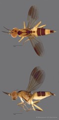 Clusiidae sp. "ZRCBDP0128095"•&copy; Miteshravin S/O Ravindran•All Rights Reserved