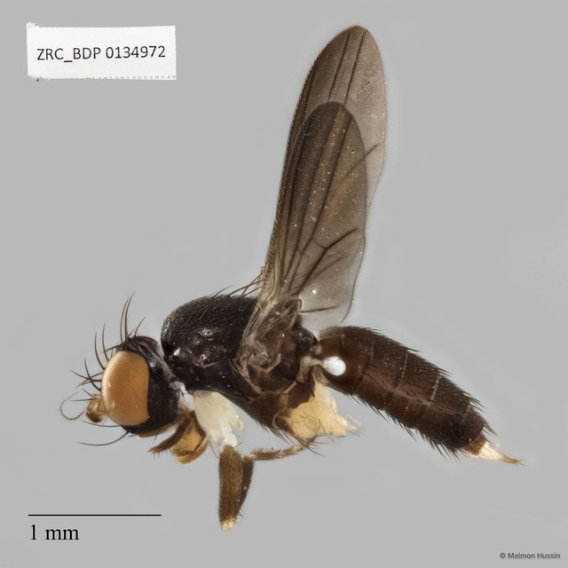Clusiidae sp. "ZRCBDP0134972"•&copy; Maimon Hussin•All Rights Reserved