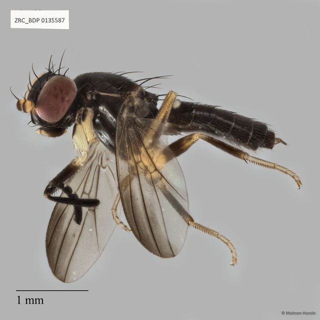 Clusiidae sp. "ZRCBDP0135587"•&copy; Maimon Hussin•All Rights Reserved