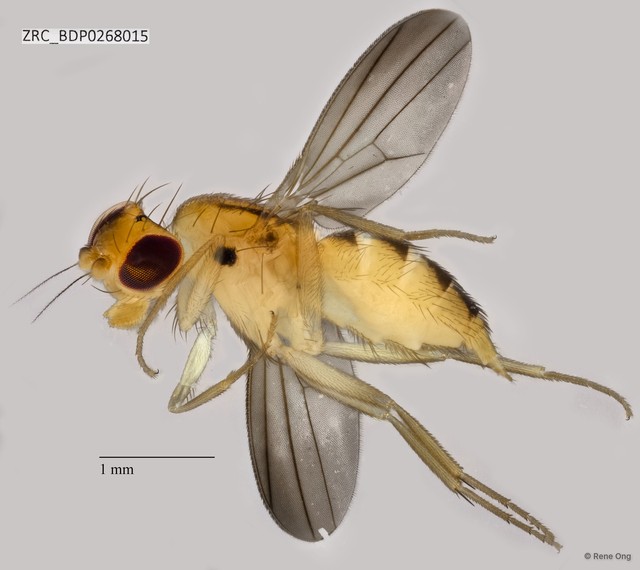 Clusiidae sp. "ZRCBDP0268015"•&copy; Rene Ong•All Rights Reserved
