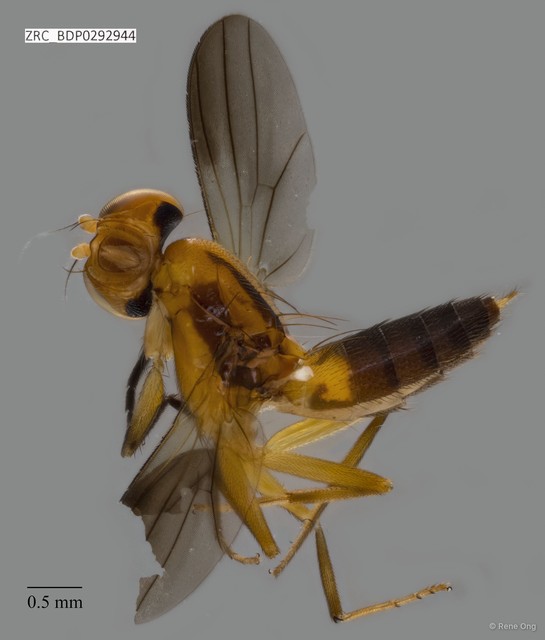 Clusiidae sp. "ZRCBDP0292944"•&copy; Rene Ong•All Rights Reserved