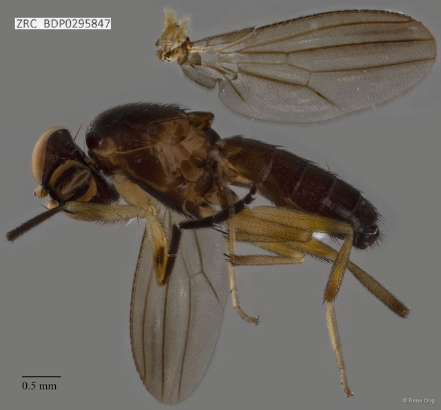 Clusiidae sp. "ZRCBDP0295847"•&copy; Rene Ong•All Rights Reserved
