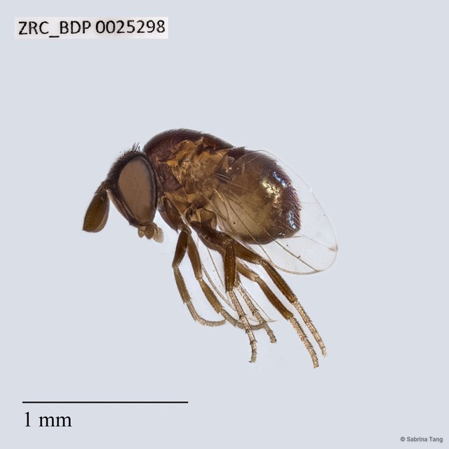 Cryptochetidae sp. "ZRCBDP0025298"•&copy; Sabrina Tang•All Rights Reserved