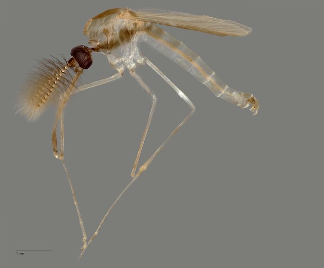 Culicidae sp. "Aedes/Culex ZRCBDP0011676"•&copy; Arina Adom•All Rights Reserved