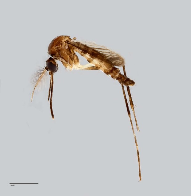 Culicidae sp. "ZRCBDP0010161"•&copy; Arina Adom•All Rights Reserved