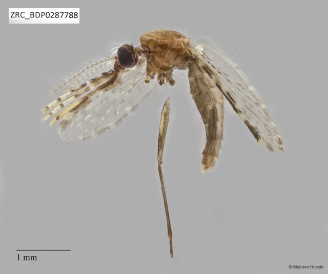 Culicidae sp. "ZRCBDP0287788"•&copy; Maimon Hussin•All Rights Reserved