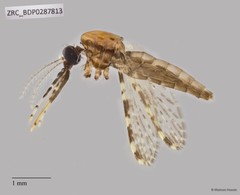 Culicidae sp. "ZRCBDP0287788"•&copy; Maimon Hussin•All Rights Reserved