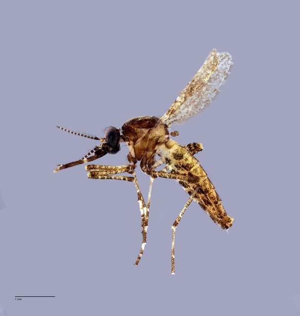 Aedeomyia catasticta•&copy; Arina Adom•All Rights Reserved