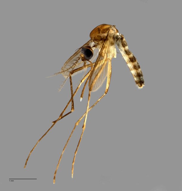 Aedes sp. "ZRCBDP0009685"•&copy; Arina Adom•All Rights Reserved