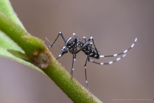 Aedes (Stegomyia) albopictus•&copy; Marcus Ng Fu Chuan•CC BY-NC-ND 4.0