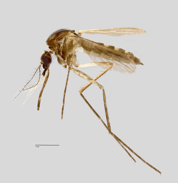 Aedes (Neomelaniconion) lineatopennis•&copy; Arina Adom•All Rights Reserved