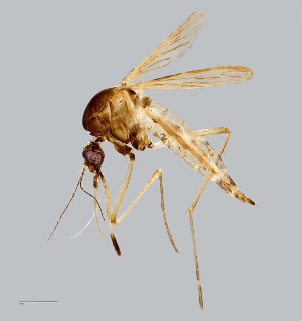 Aedes (Aedimorphus) vexans•&copy; Arina Adom•All Rights Reserved