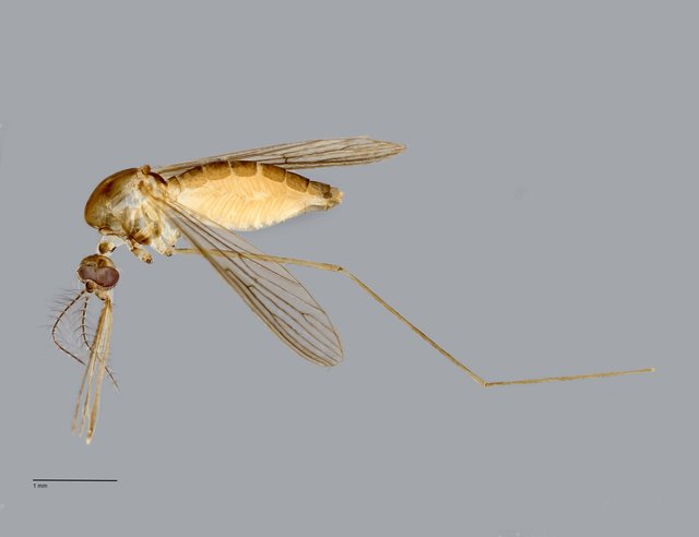 Anopheles (Anopheles) fragilis•&copy; Arina Adom•All Rights Reserved