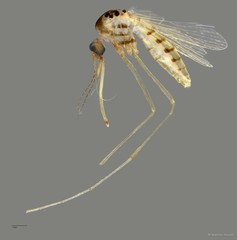 Coquillettidia (Coquillettidia) nigrosignata•&copy; Maimon Hussin•All Rights Reserved