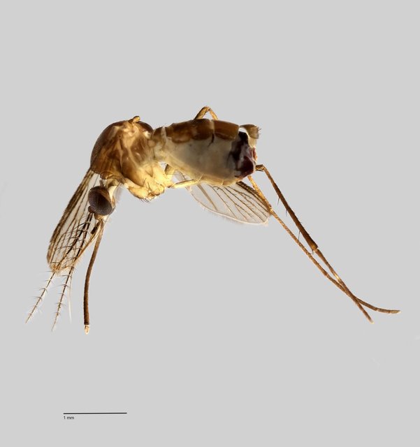 Culex (Lophoceraomyia) sp. "ZRCBDP0011222"•&copy; Arina Adom•All Rights Reserved