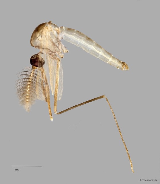 Culex brevipalpis•&copy; Theodore Lee•All Rights Reserved