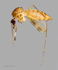 Culex (Culex) mimulus Edwards, 1915
