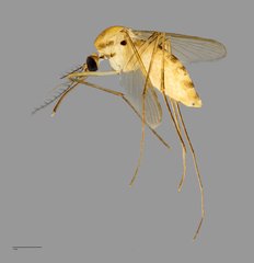 Culex (Culiciomyia) nigropunctatus•&copy; Arina Adom•All Rights Reserved