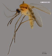 Culex (Culiciomyia) nigropunctatus•&copy; Rene Ong•All Rights Reserved