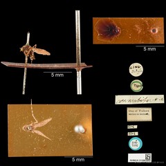 Mansonia (Mansonioides) dives•&copy; Wan FA Jusoh•CC BY 4.0