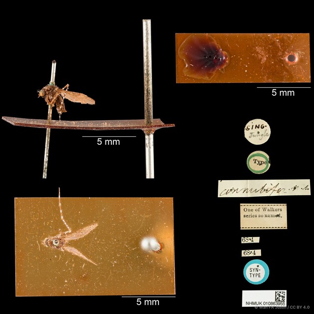 Mansonia (Mansonioides) dives•&copy; Wan FA Jusoh•CC BY 4.0