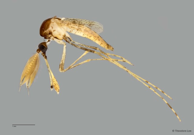 Mimomyia sp. "ZRCBDP0009461"•&copy; Theodore Lee•All Rights Reserved