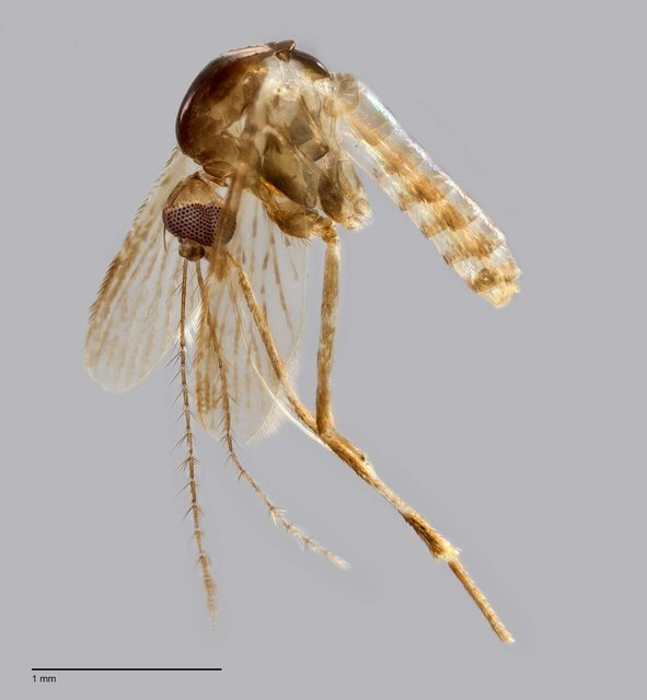 Mimomyia sp. "ZRCBDP0009512"•&copy; Arina Adom•All Rights Reserved