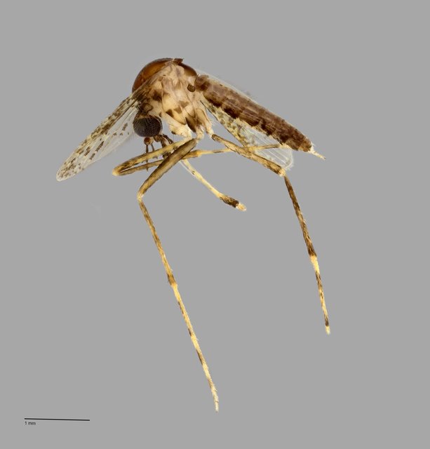 Mimomyia sp. "ZRCBDP0010645"•&copy; Arina Adom•All Rights Reserved