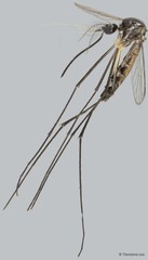 Zeugnomyia gracilis•&copy; Theodore Lee•All Rights Reserved