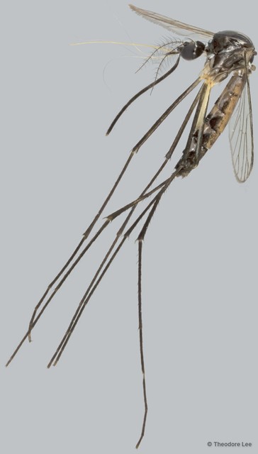 Zeugnomyia gracilis•&copy; Theodore Lee•All Rights Reserved