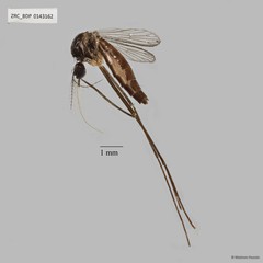Zeugnomyia gracilis•&copy; Maimon Hussin•All Rights Reserved