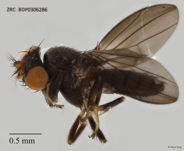 Diastatidae sp. "cf. Diastata ZRCBDP0306286"•&copy; Rene Ong•All Rights Reserved