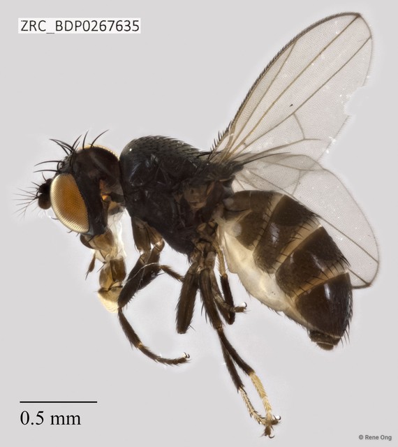 Diastatidae sp. "ZRCBDP0267635"•&copy; Rene Ong•All Rights Reserved