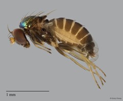 Dolichopodidae sp. "2"•&copy; Kristy Chang•All Rights Reserved