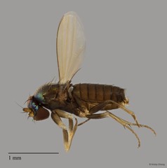 Dolichopodidae sp. "e91b8583"•&copy; Kristy Chang•All Rights Reserved