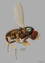 Dolichopodidae sp. "e91b8583"•&copy; Kristy Chang•All Rights Reserved