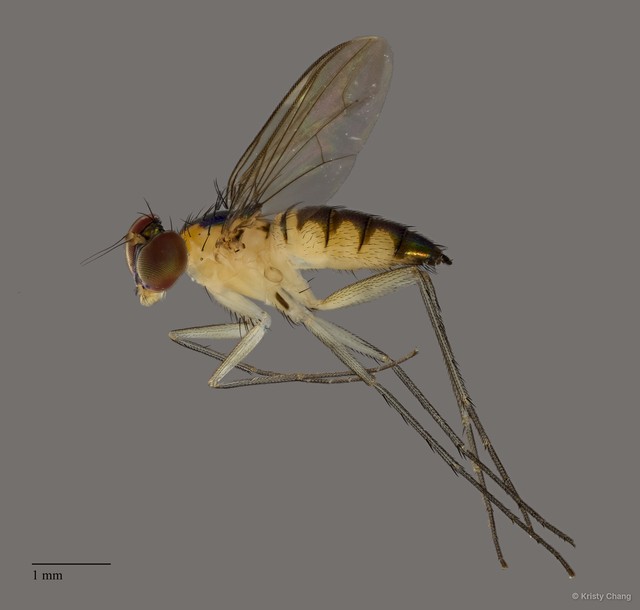 Sciapodinae sp. "newgenusheadless"•&copy; Kristy Chang•All Rights Reserved