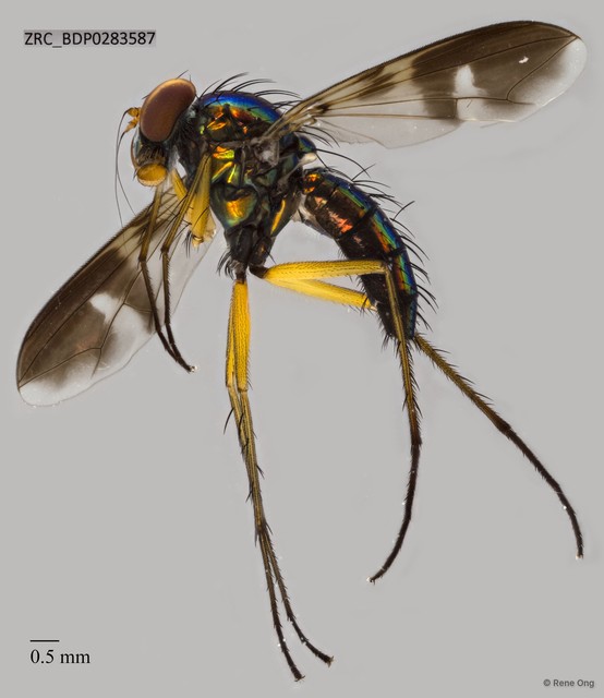 Dolichopodidae sp. "ZRCBDP0003941"•&copy; Rene Ong•All Rights Reserved