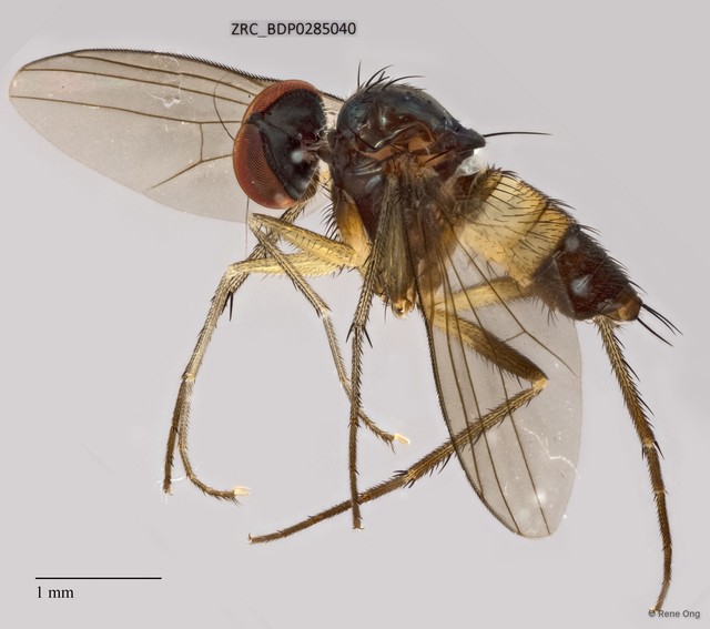 Dolichopodidae sp. "ZRCBDP0005570"•&copy; Rene Ong•All Rights Reserved