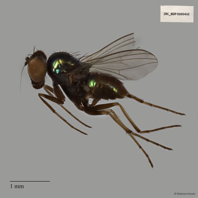 Dolichopodidae sp. "ZRCBDP0019834"•&copy; Maimon Hussin•All Rights Reserved