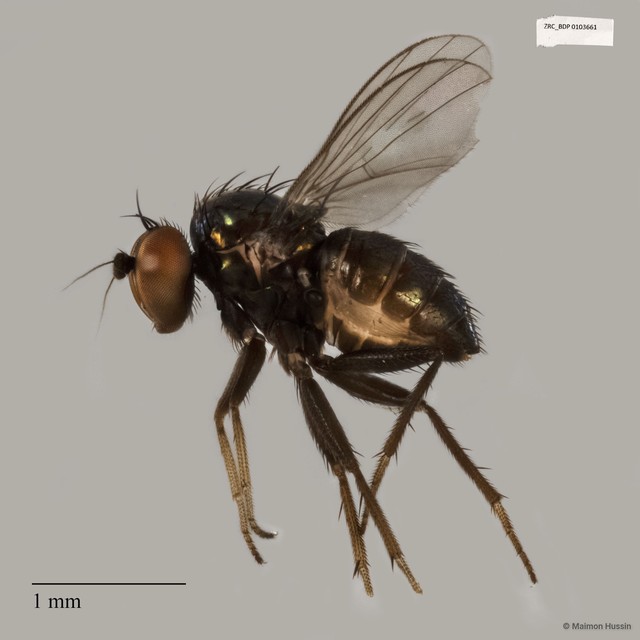 Dolichopodidae sp. "ZRCBDP0025330"•&copy; Maimon Hussin•All Rights Reserved