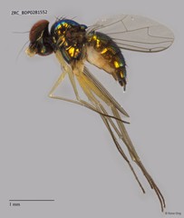 Dolichopodidae sp. "ZRCBDP0041208"•&copy; Rene Ong•All Rights Reserved