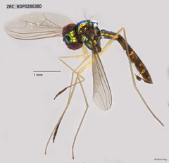 Dolichopodidae sp. "ZRCBDP0041208"•&copy; Rene Ong•All Rights Reserved