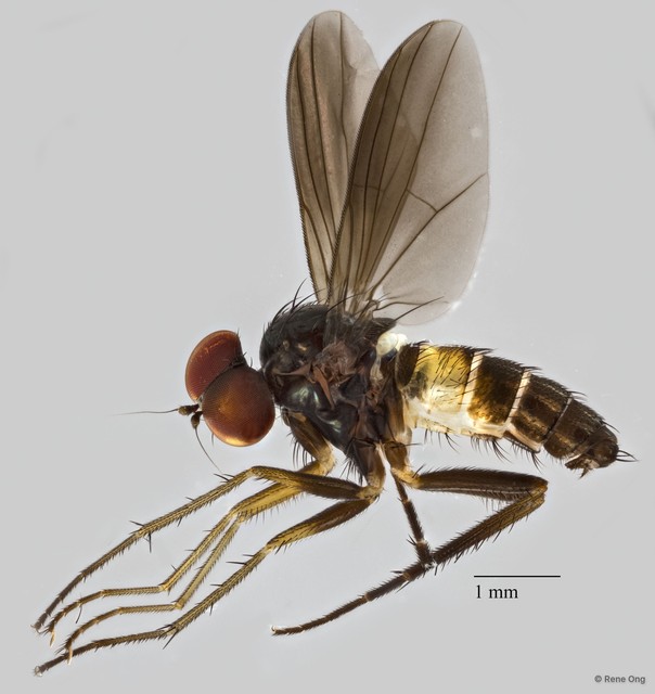 Dolichopodidae sp. "ZRCBDP0041226"•&copy; Rene Ong•All Rights Reserved