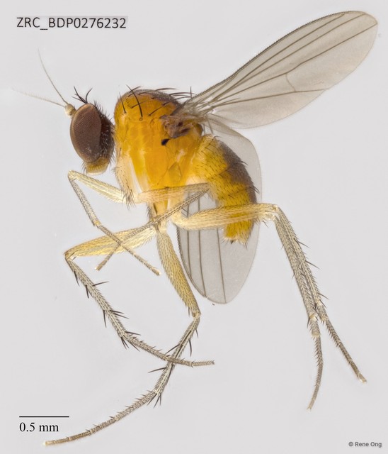 Dolichopodidae sp. "ZRCBDP0041265"•&copy; Rene Ong•All Rights Reserved