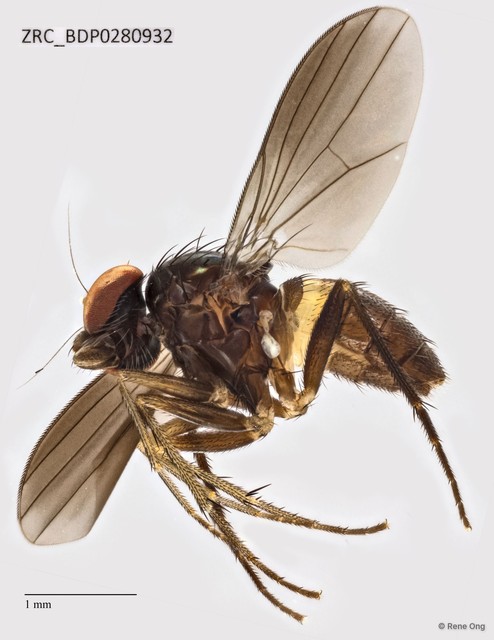 Dolichopodidae sp. "ZRCBDP0068365"•&copy; Rene Ong•All Rights Reserved