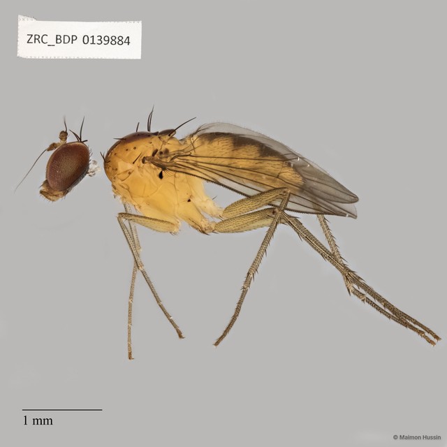 Dolichopodidae sp. "ZRCBDP0069380"•&copy; Maimon Hussin•All Rights Reserved