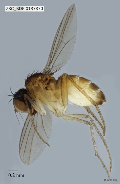Dolichopodidae sp. "ZRCBDP0069956"•&copy; Rene Ong•All Rights Reserved